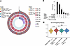 GZMK+CD8+ TRM cells show clonal sharing and enhanced TCR signaling.