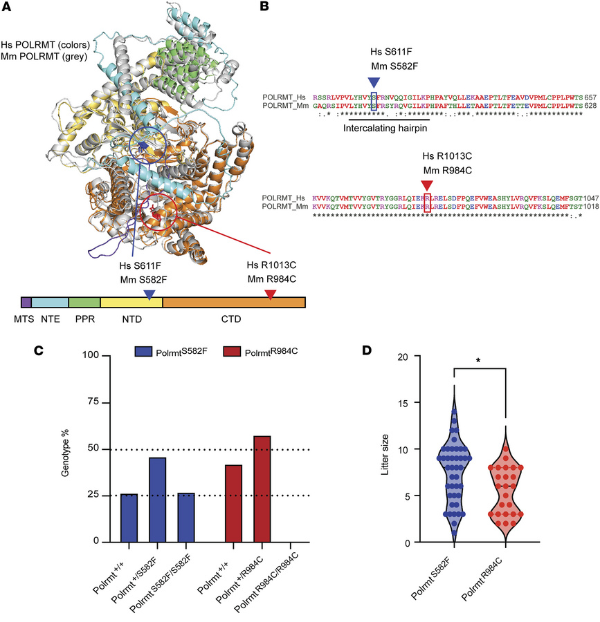 Modeling pathogenic POLRMT variants in mice.
(A) The cryogenic electron ...