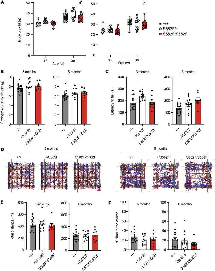 Phenotypic characterization of PolrmtS582F mice.
(A) Body weights of mal...