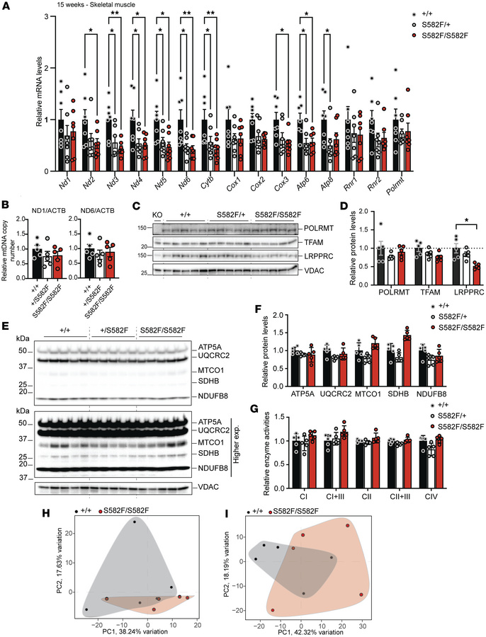 Molecular characterization of PolrmtS582F mice.
(A) Relative transcript ...