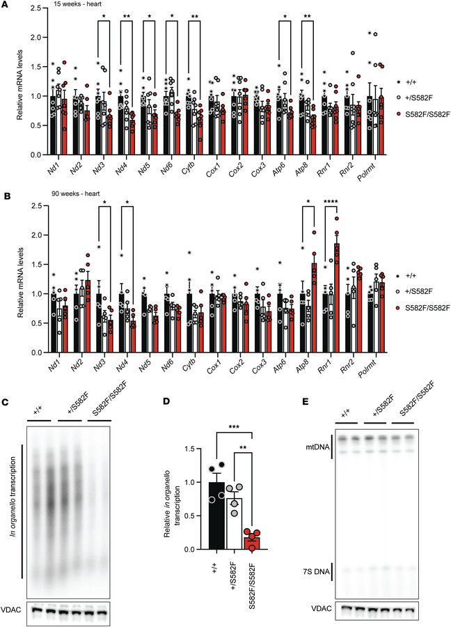 Age-dependent decline in mitochondrial transcript levels and in organell...