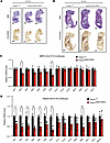 Cryosections and stainings of mouse embryos from the PolrmtR984C line.