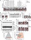 Molecular characterization of PolrmtS582F mice.