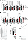 Age-dependent decline in mitochondrial transcript levels and in organello t