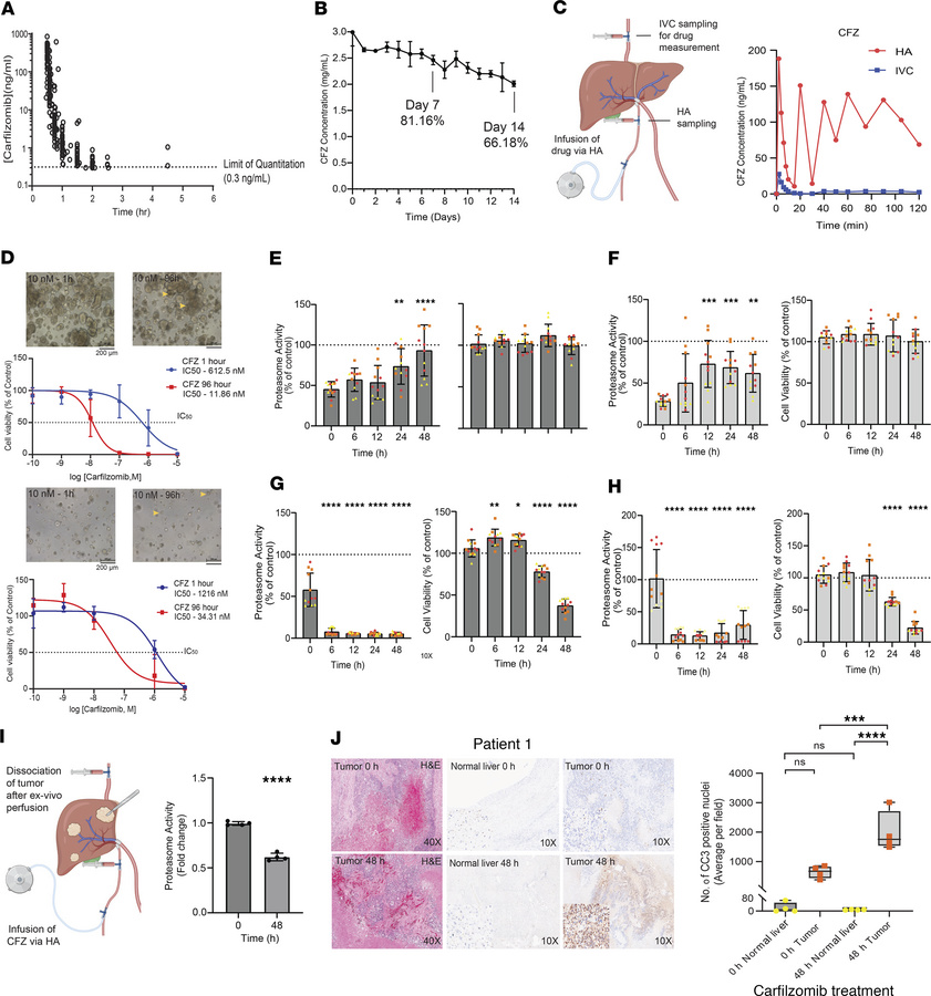Carfilzomib via HAI.
(A) CFZ concentrations following 30-minute infusion...