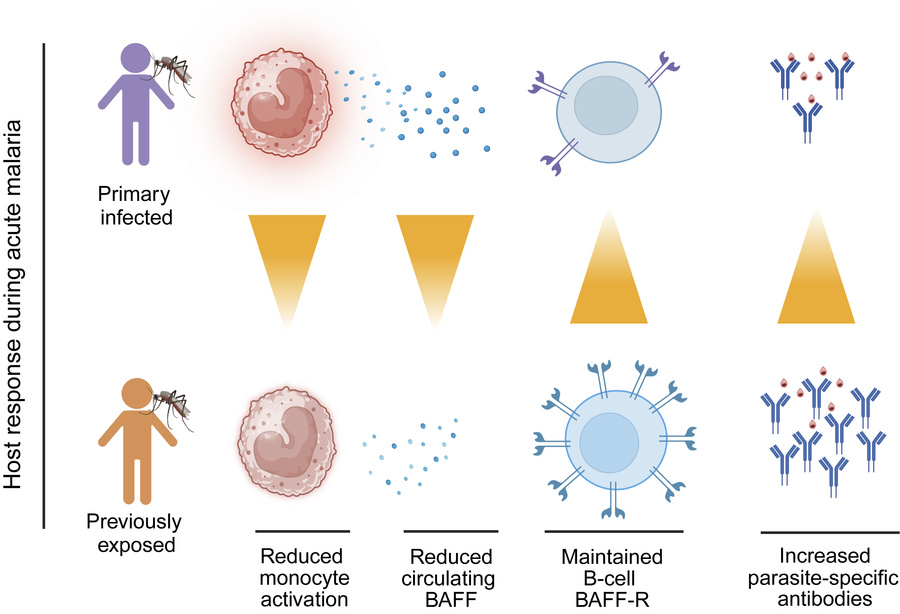 graphical abstract