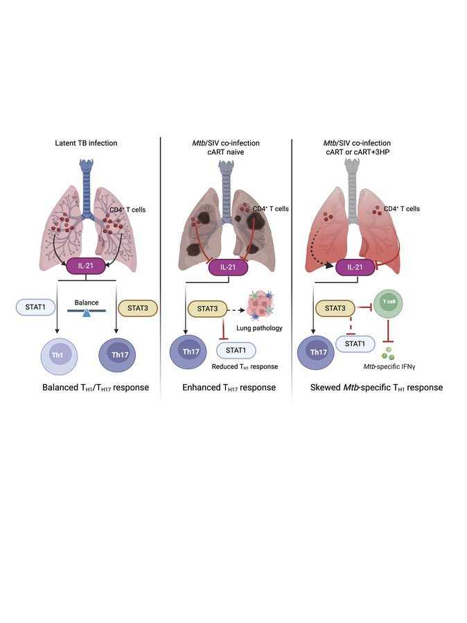 graphical abstract