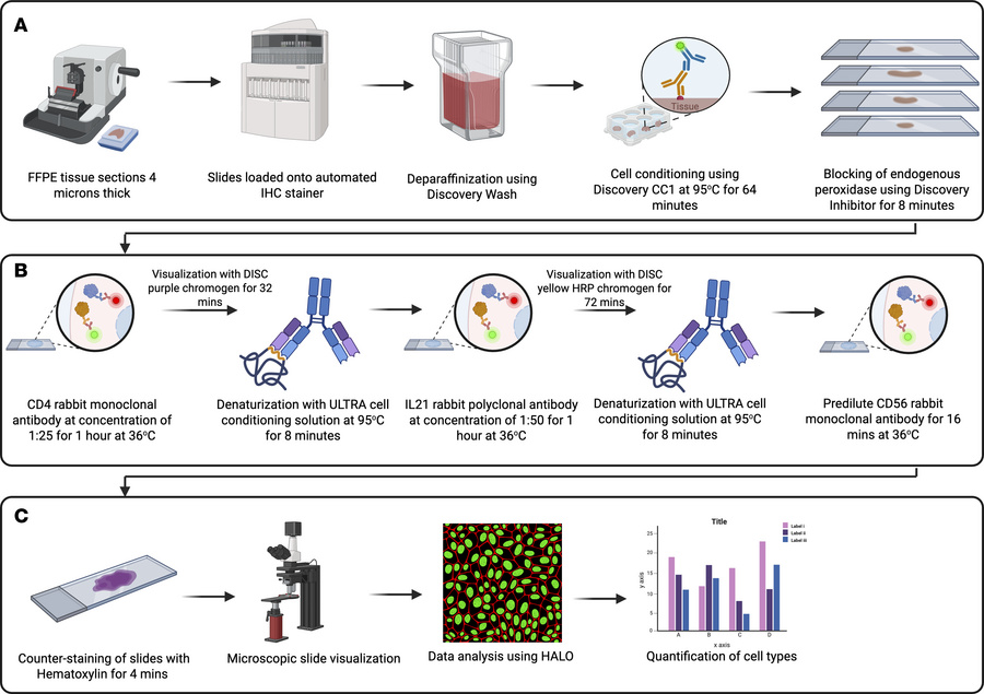 Schematic representing the chromogenic staining workflow.
(A) Tissue sec...