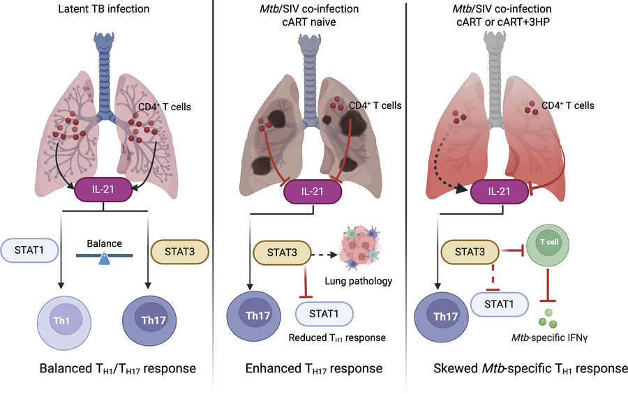 graphical abstract