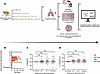 Clinical outcome in LTBI, cART naive, cART-, and cART+3HP–treated RMs.