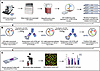 Schematic representing the chromogenic staining workflow.