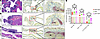 Chromogenic staining and quantification of CD4+ T cells and CD4+IL-21+ T ce
