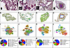 Spatial transcriptomic profiling of lung tissue from RMs across LTBI and HI