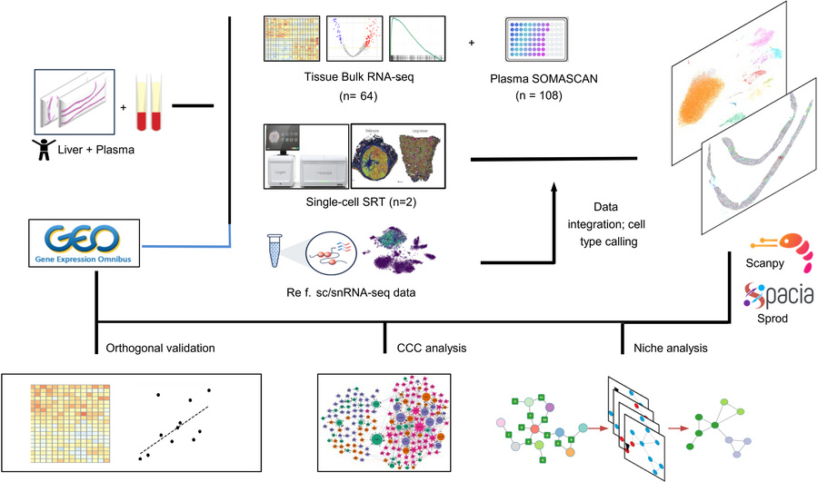 Analytical workflow for scSRT data analysis, integration, CCC prediction...