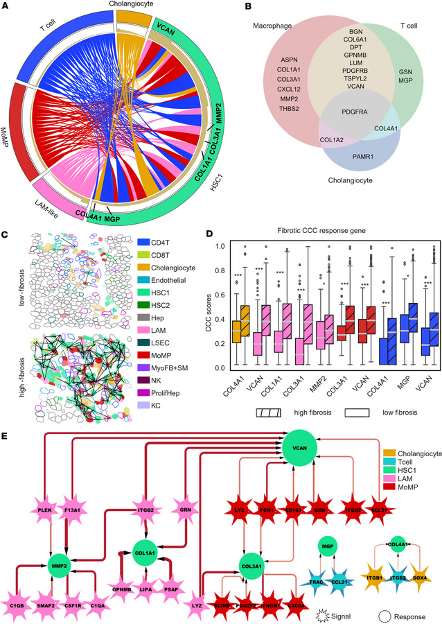 CCC analysis of periductal fibrotic niches in PSC.
(A) Circos plot summa...