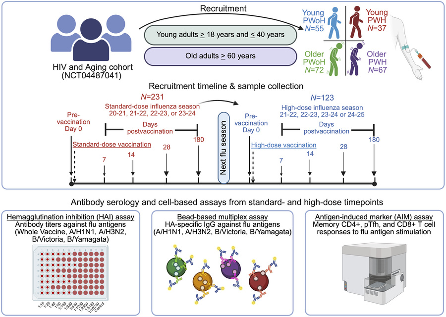 Graphical overview of the influenza vaccine study design.