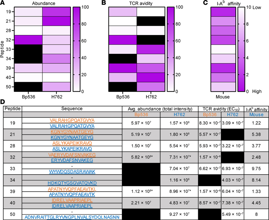 Immunoreactive peptides from Bp536 and H762 have similar abundance, pred...