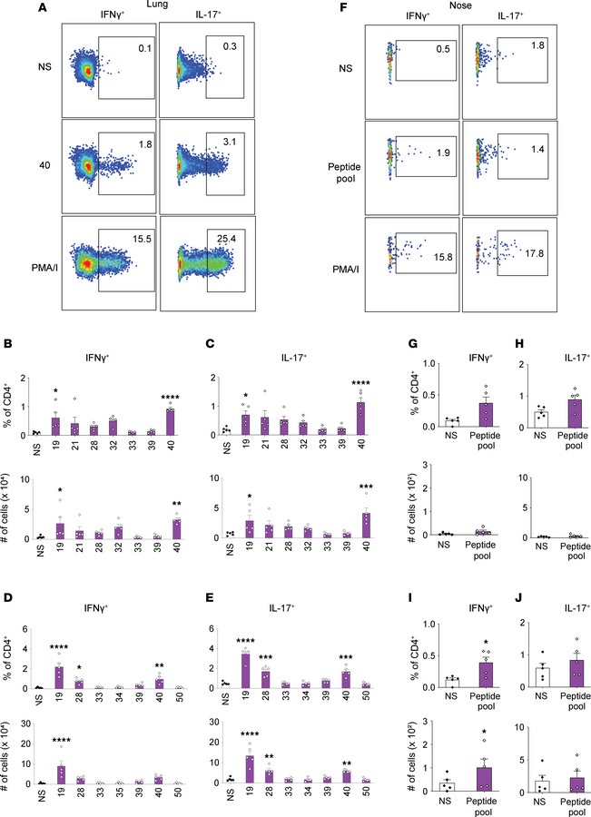 Antigen-specific CD4+ Trms are detected in the lungs and nose of Bp-chal...