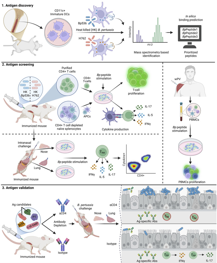 graphical abstract