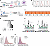 IP and mass spectrometry analysis of Bp peptides presented on I-Ab.