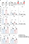 CD4+ T cell depletion prevents reduction of bacterial burden in PT/BP0205/Y
