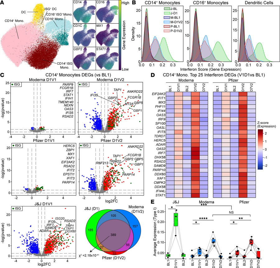 mRNA vaccines induce a robust IFN response after the booster dose.
(A) U...