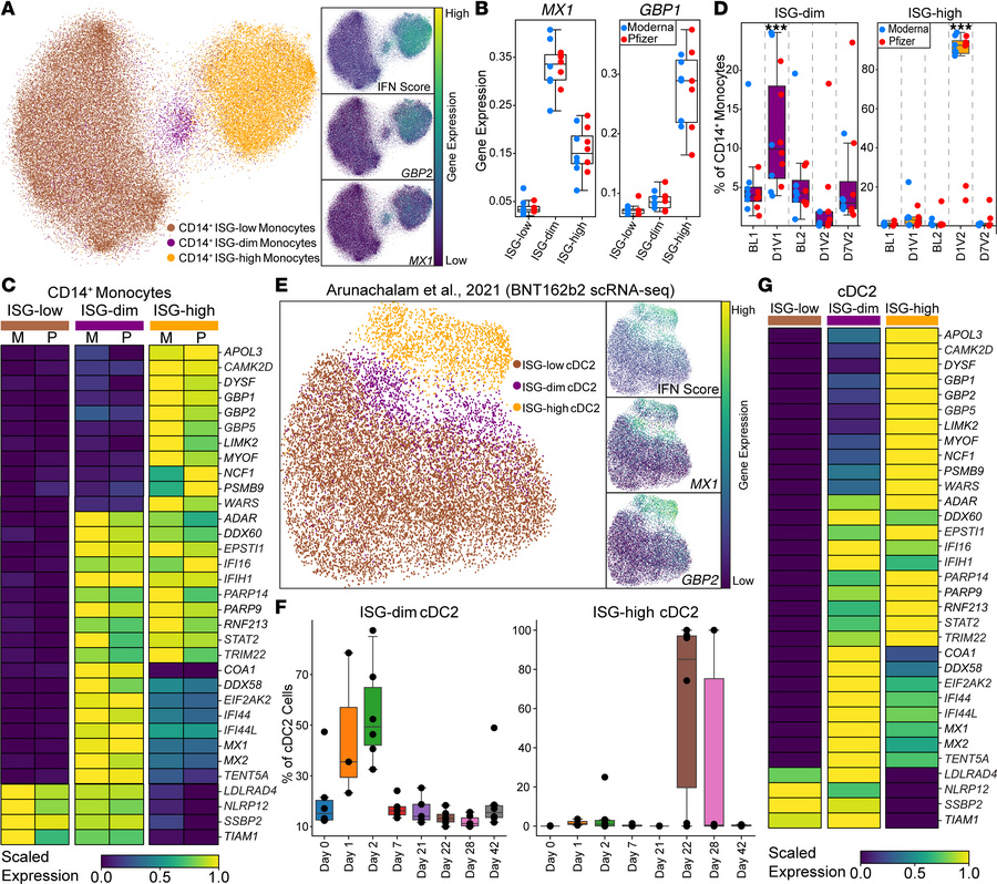 Distinct ISG states associated with primary and booster mRNA vaccination...