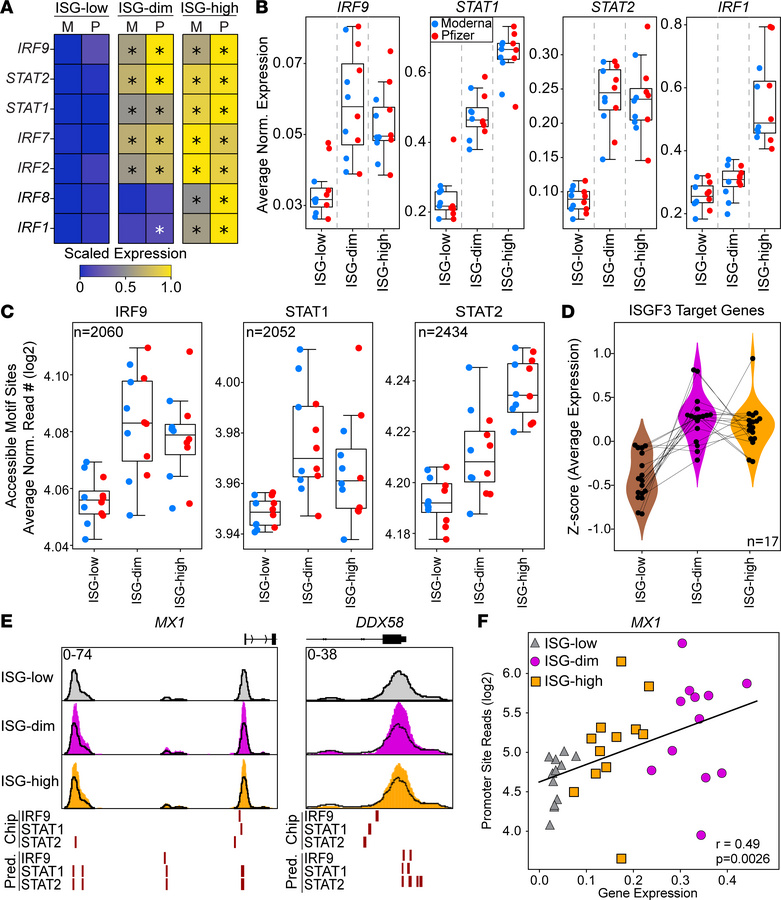 ISGF3 transcription factor complex activity increases in ISG-dim subset....