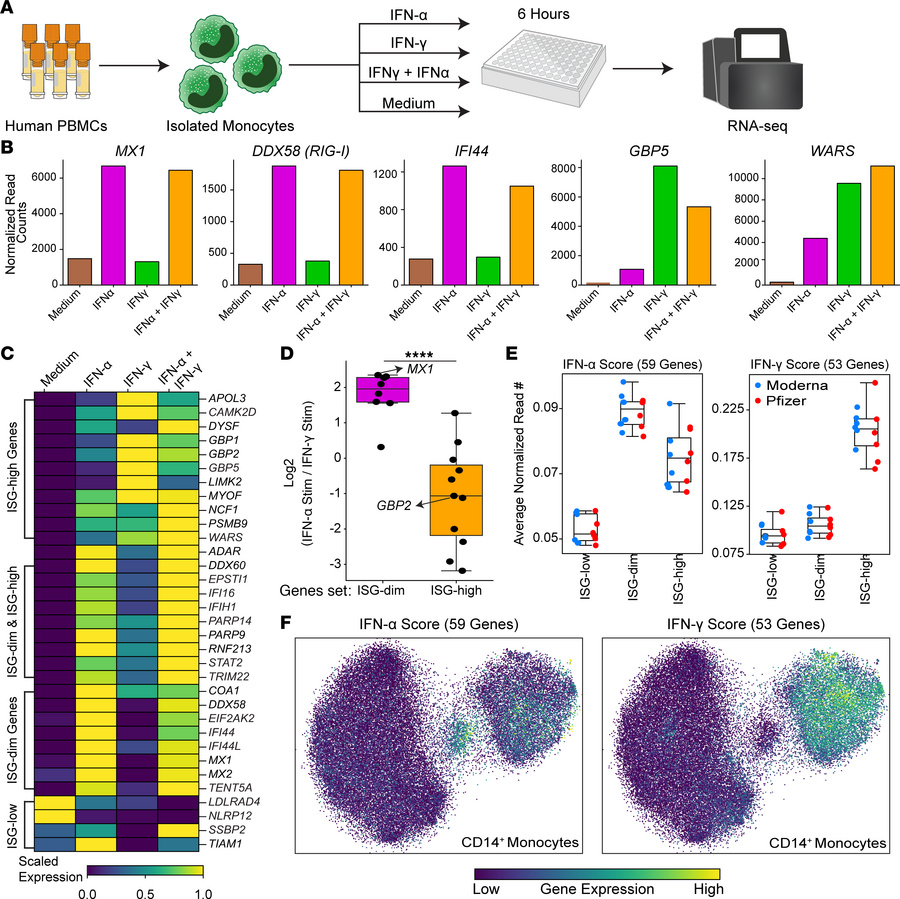 Monocyte stimulation with IFN-α and IFN-γ reproduce in vivo ISG states.
...
