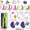 Monocyte stimulation with IFN-α and IFN-γ reproduce in vivo ISG states.