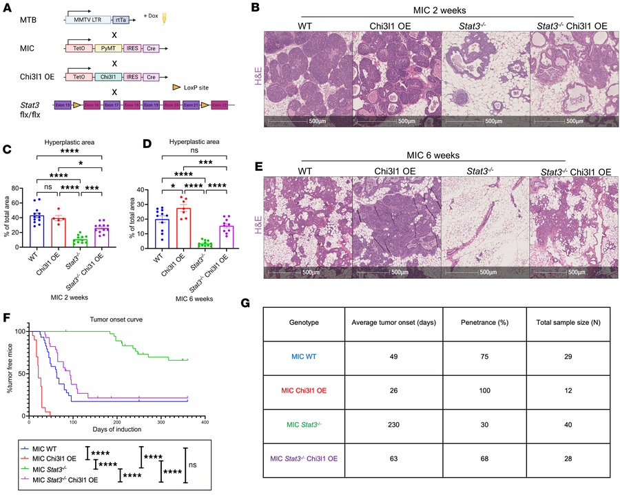 Chi3l1 OE rescues mammary tumor onset in Stat3-deficient MIC mice.
(A) S...