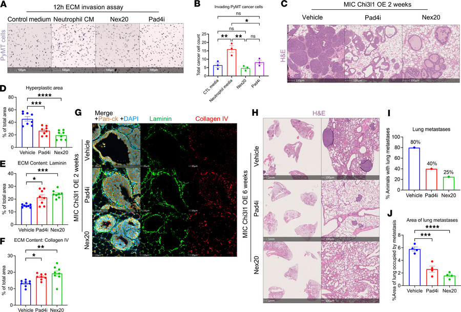 Neutrophil degranulation and NETosis promote ECM remodeling.
(A) Represe...