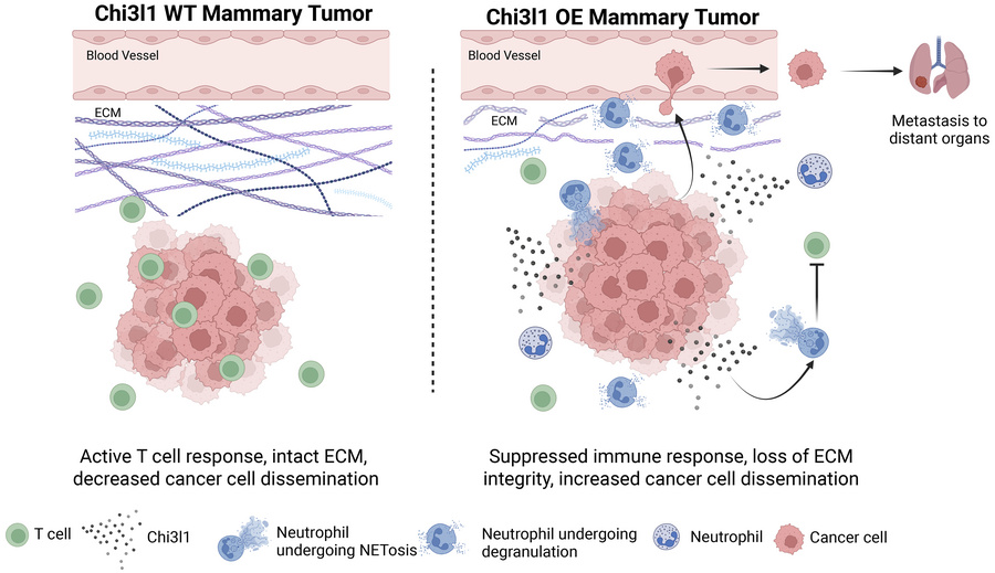JCI Insight - The CHI3L1-neutrophil axis drives immune suppression