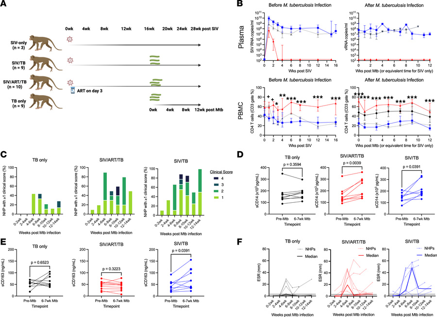 Study design and markers of disease.
(A) Adult cynomolgus macaques were ...