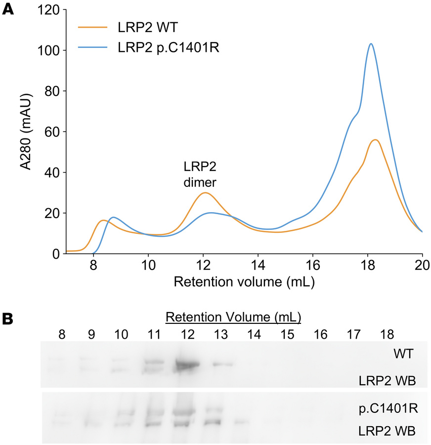 LRP2 p.C1401R folds as a dimer.
(A) Size exclusion chromatography (SEC) ...