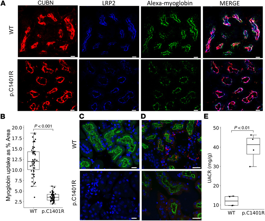 Impairment of receptor-mediated and fluid-phase endocytosis in Lrp2 p.C1...
