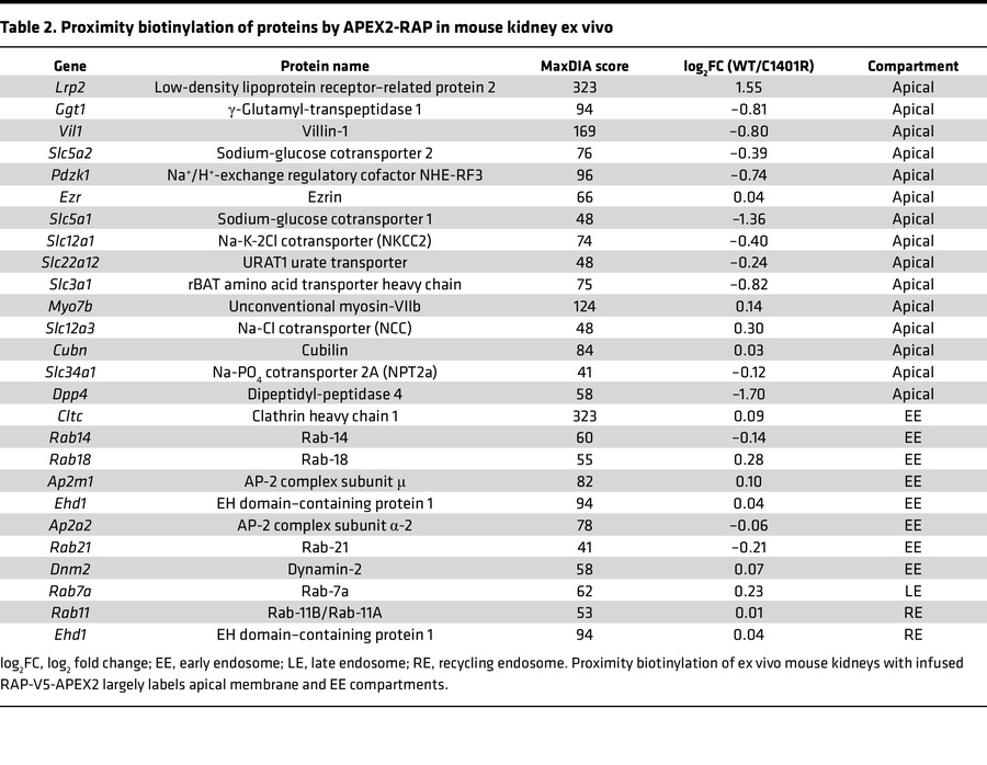 Proximity biotinylation of proteins by APEX2-RAP in mouse kidney ex vivo