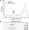 LRP2 p.C1401R folds as a dimer.