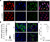 Impairment of receptor-mediated and fluid-phase endocytosis in Lrp2 p.C1401