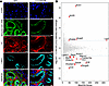 LRP2 p.C1401R and WT are differentially biotinylated by V5-APEX2-RAP.