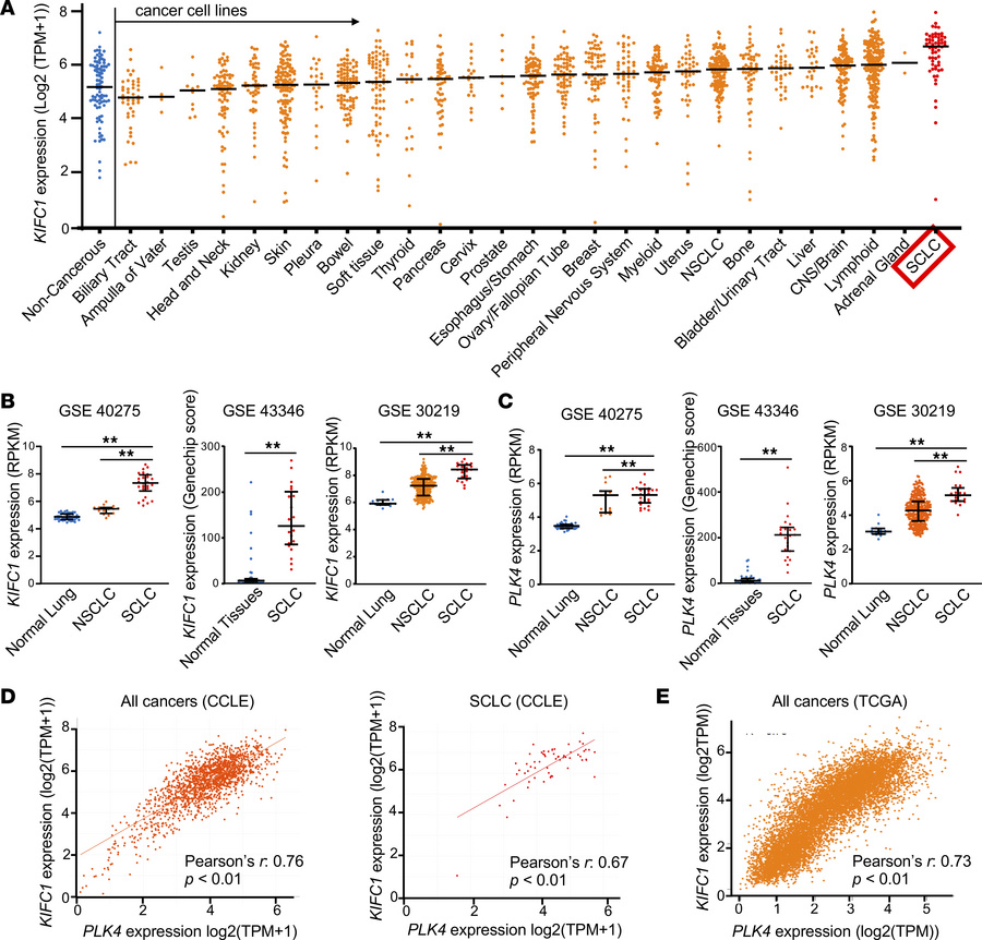 In silico analysis of KIFC1 and PLK4 expression in SCLC and other cancer...