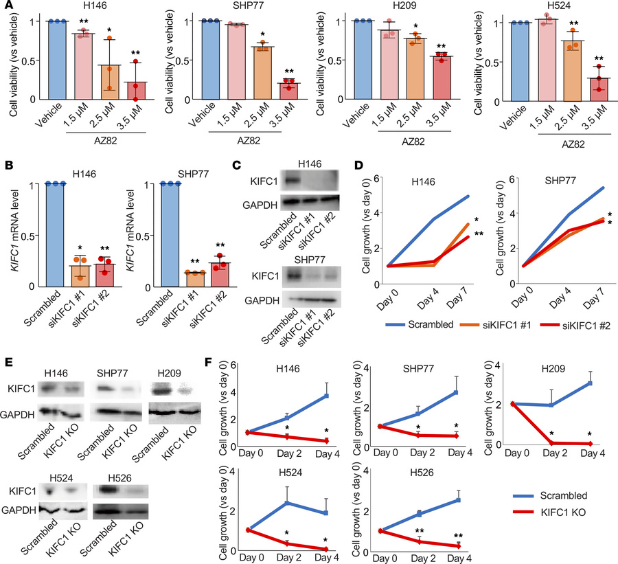 Antiproliferative effects of KIFC1 inhibition in SCLC cells.
(A) Dose-de...