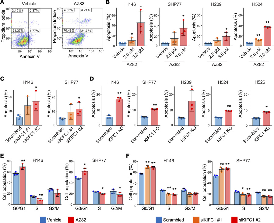 Apoptosis induction and cell cycle arrest in SCLC cells following KIFC1 ...