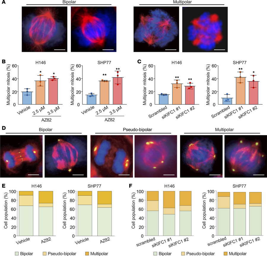 Induction of anaphase catastrophe in SCLC cells following KIFC1 inhibiti...