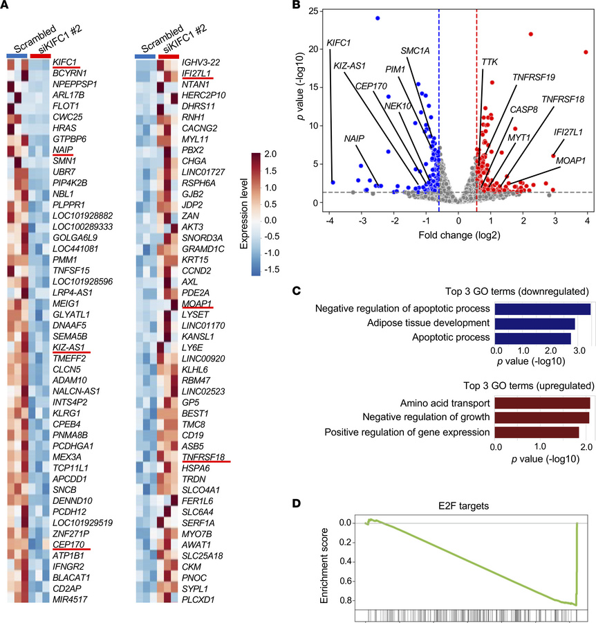Transcriptomic profiles of SCLC cells following KIFC1 inhibition.
(A) He...