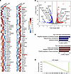 Transcriptomic profiles of SCLC cells following KIFC1 inhibition.