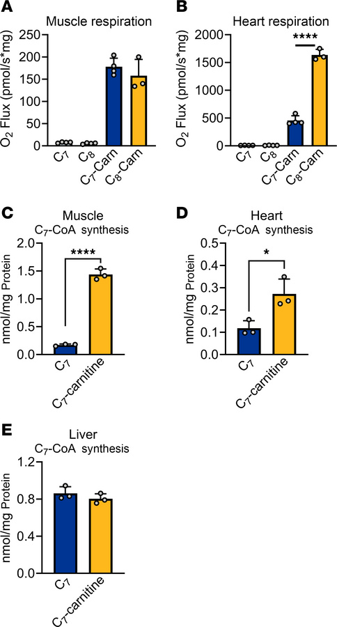 Heart and muscle mitochondria prefer medium-chain acylcarnitines over me...