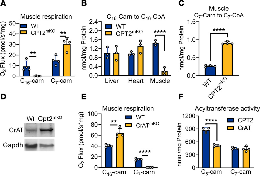 Muscle and heart mitochondria use CrAT to metabolize medium-chain acylca...