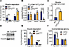 Muscle and heart mitochondria use CrAT to metabolize medium-chain acylcarni