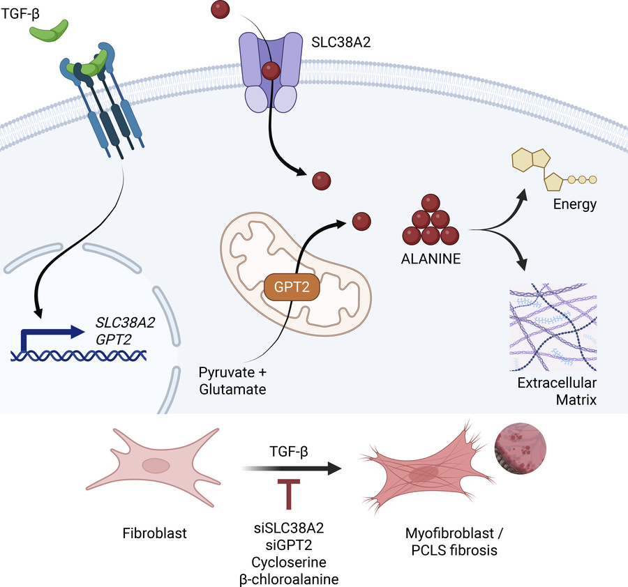 graphical abstract